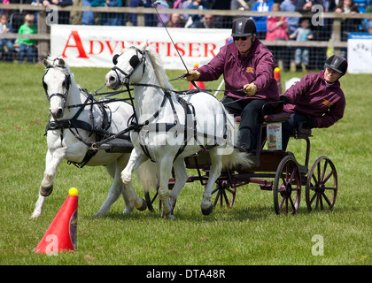 Action von der huschen Arena auf der 2013 Herts County Show Stockfoto