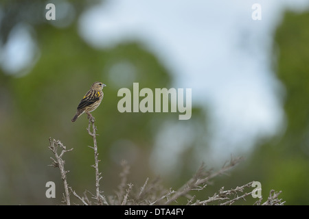 Gelb - gelb-Psephotus Bischof (Euplectes Capensis) "nicht-Zucht" Vogel auf einem Ast Masai Mara - Kenia - Bischof-Ost-Afrika Stockfoto