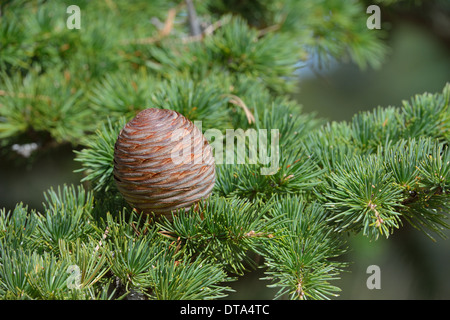 Atlas-Zeder (Cedrus Atlantica) Laub & Reifen weiblichen Zapfen Mont Ventoux im Herbst Stockfoto