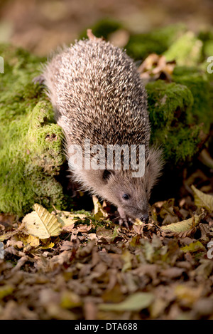 Abstieg von Moos bedeckt Log zu Boden und Herbstlaub. Stockfoto