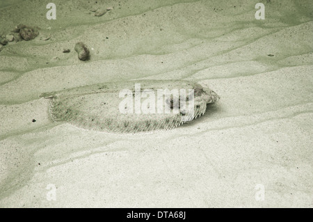 Abrechnung auf Sandboden Stockfoto