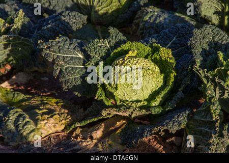 Wirsing wächst in einer Suffolk Stockfoto