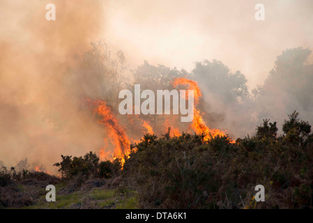 Heide Feuer weit fortgeschritten, mit brennen, Ginster, Bracken und Rasen und verbreiten. Stockfoto