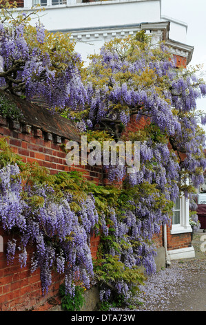 Blauregen wächst über eine Mauer in Lavenham, Suffolk. Stockfoto