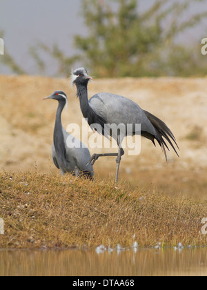 Demoiselle Kräne (Anthropoides Virgo) in der Nähe von Taal Chhapar Wildschutzgebiet, Rajasthan, Indien Stockfoto