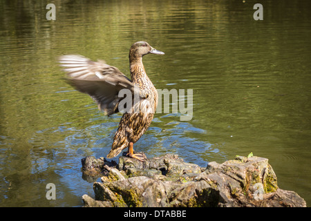 Ente stehend auf einem Baumstumpf und mit den Flügeln Stockfoto