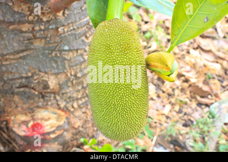 Jackfruit (abwechselnd Jack Baum, jakfruit, oder manchmal einfach Jack oder "Jak; Wissenschaftlicher Name Artocarpus Heterophyllus) auf einem Baum Stockfoto