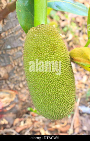 Jackfruit (abwechselnd Jack Baum, jakfruit, oder manchmal einfach Jack oder "Jak; Wissenschaftlicher Name Artocarpus Heterophyllus) auf einem Baum Stockfoto