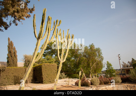 Kakteen in ariden Landschaft, Zypern Stockfoto