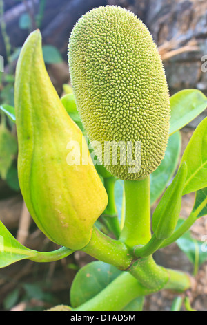 Jackfruit (abwechselnd Jack Baum, jakfruit, oder manchmal einfach Jack oder "Jak; Wissenschaftlicher Name Artocarpus Heterophyllus) auf einem Baum Stockfoto