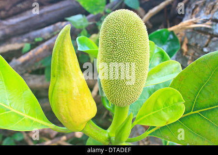 Jackfruit (abwechselnd Jack Baum, jakfruit, oder manchmal einfach Jack oder "Jak; Wissenschaftlicher Name Artocarpus Heterophyllus) auf einem Baum Stockfoto