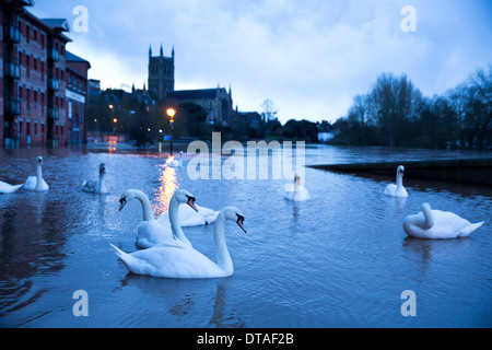 Worcester Stadtzentrum rund um den Fluss Severn Bereich zeigt die Überschwemmungen. Schwäne schwimmen auf der Flussseite in der Dämmerung fotografiert. Stockfoto