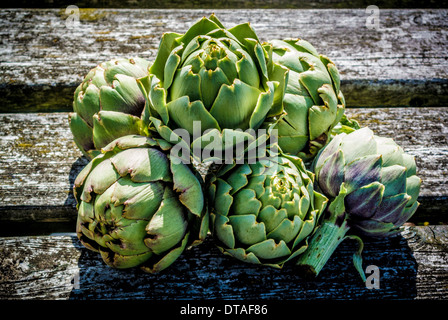 Geerntete Globe Artischocken auf einem rustikalen Holztisch. Stockfoto