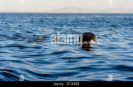 Versiegeln Sie schwimmen und springen aus dem Wasser. Kap-Seebär (Arctocephalus Pusilus). Stockfoto