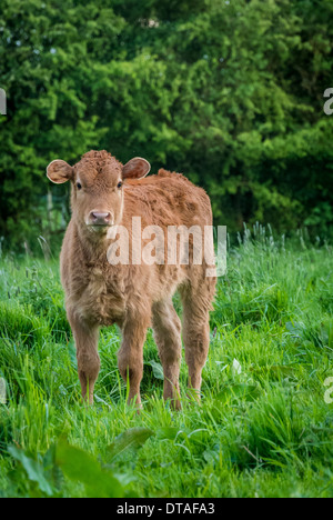 Braunes Kalb im Grasfeld. Stockfoto