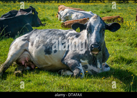 Kühe, die auf einem Feld aus Gras und Butterblumen sitzen. Stockfoto