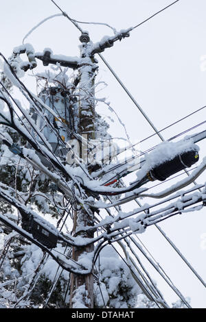 Harrison, Tennessee, USA.  13. Februar 2014. Starker Schneefall über Nacht Herbstlaub Versorgungsleitungen schneebedeckt in Harrison, in der Nähe von Chattanooga, Tennessee, USA Credit: TDP Fotografie/Alamy Live News Stockfoto