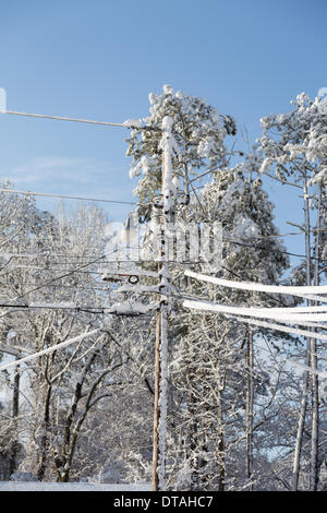 Harrison, Tennessee, USA.  13. Februar 2014. Starker Schneefall über Nacht Herbstlaub Versorgungsleitungen schneebedeckt in Harrison, in der Nähe von Chattanooga, Tennessee, USA Credit: TDP Fotografie/Alamy Live News Stockfoto