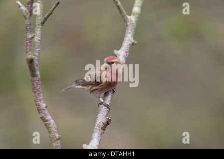 Kleiner Rotkopf (Acantdieses Kabarett), der auf einem Zweig thront. Stockfoto