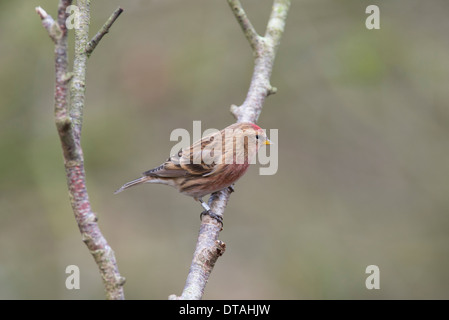 Kleiner Rotkopf (Acantdieses Kabarett), der auf einem Zweig thront. Stockfoto