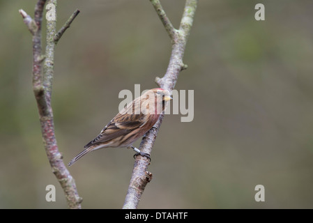 Kleiner Rotkopf (Acantdieses Kabarett), der auf einem Zweig thront. Stockfoto