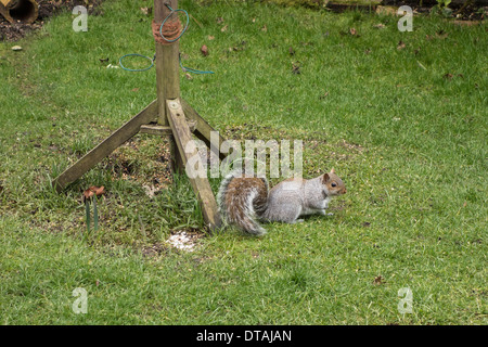 Graue Eichhörnchen füttern im Garten unter Vogelhäuschen Stockfoto