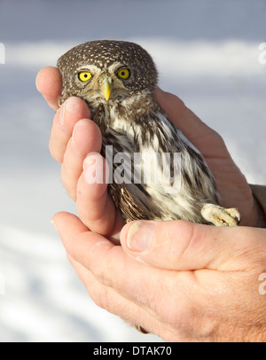 Verletzt der Sperlingskauz Flügel gebrochen Stockfoto