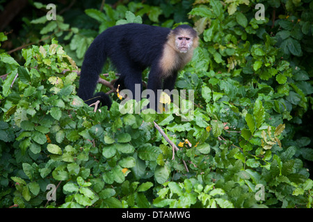 Weiße-throated Kapuziner Cebus Capucinus in den Bäumen auf einer kleinen Insel im Gatun See (Lago Gatun), Republik von Panama. Stockfoto