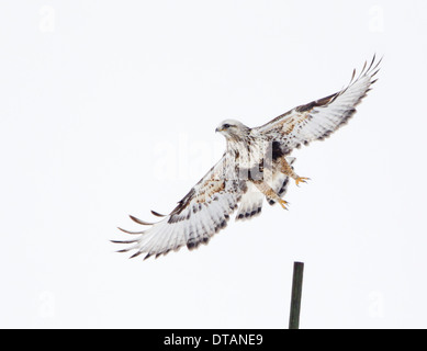 Grobe vierbeinigen Hawk Stockfoto