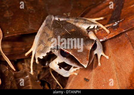 Immergrüne Räuber Frosch, Craugastor Gollmeri, in den Regenwald im Burbayar Nature Reserve, Provinz Panama, Republik von Panama. Stockfoto