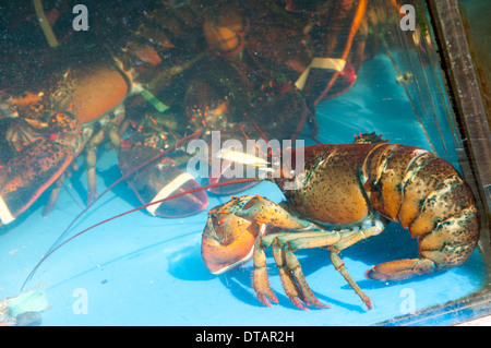 Frischer Hummer in einem Tank in Chinatown, Manhattan New York City, USA Stockfoto