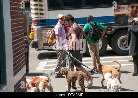 Ein Mann geht seinen Hunden in Greenwich Village, Manhattan New York City, USA Stockfoto
