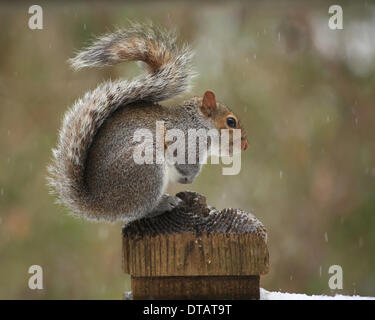 Columbia, South Carolina, USA. 12. Februar 2014. Vögel auf der Suche nach Nahrung nach Freek Schnee und Eis-Sturm 02.12.14 Bild von Catherine Brown/Brian Jordan/Alamy Live-Nachrichten Stockfoto