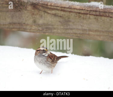 Columbia, South Carolina, USA. 12. Februar 2014. Vögel auf der Suche nach Nahrung nach Freek Schnee und Eis-Sturm 02.12.14 Bild von Catherine Brown/Brian Jordan/Alamy Live-Nachrichten Stockfoto