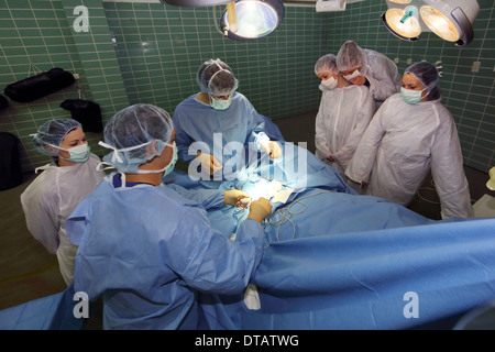 Berlin, Deutschland, beobachten Studenten Tierärzte in der Chirurgie Stockfoto