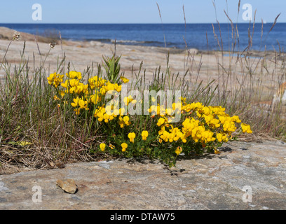 Vogel's – Foot Trefoil (Lotus Corniculatus) an der Küste in der Nähe von Simrishamn, Skåne, Schweden Stockfoto