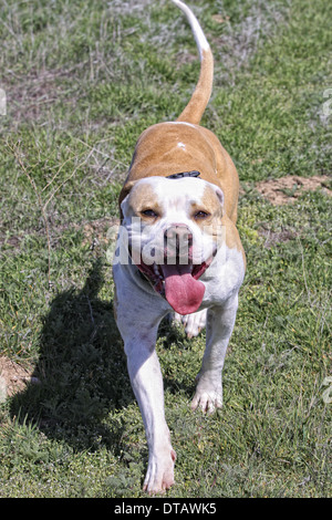 American Pit Bull Terrier läuft auf Kamera im freien Stockfoto