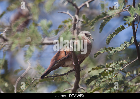 Rötliche Boden-Taube, Columbina Talpacoti, in einem Baum außerhalb Penonome in Cocle Provinz, Republik von Panama. Stockfoto