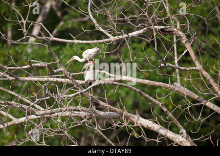 Weißes Ibis, Eudocimus Albus, in einem Baum neben Rio Grande in der Provinz Cocle, Republik von Panama. Stockfoto