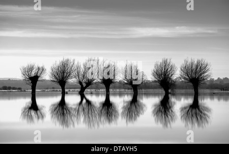 Eine Reihe von verfing Weiden, Silhouette gegen die überfluteten Landschaft von Somerset Levels. Stockfoto