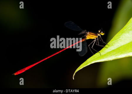 Rote Libelle im Regenwald im Burbayar Nature Reserve, Provinz Panama, Republik von Panama. Stockfoto