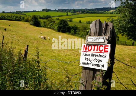 Abweichen, um Rinder Ankündigung Farm Vieh halten Hunde unter Kontrolle Zeichen angebracht zu einem Beitrag auf einem Bauernhof Staffordshire England UK Stockfoto