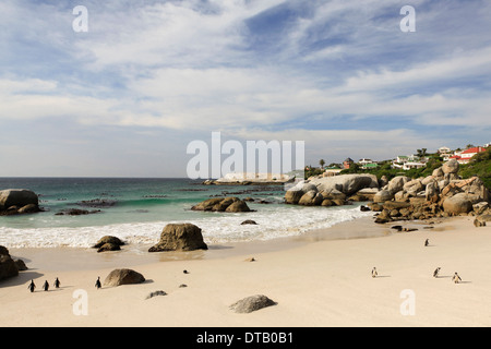 Pinguine zu Fuß am Strand, Simons Town, Südafrika Stockfoto