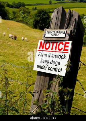 Abweichen, um Rinder Ankündigung Farm Vieh halten Hunde unter Kontrolle Zeichen angebracht zu einem Beitrag auf einem Bauernhof Staffordshire England UK Stockfoto