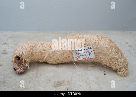 Verpackte Tier Skelett, Nahaufnahme Stockfoto