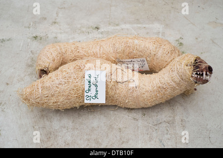 Verpackte Tier Skelett, Nahaufnahme Stockfoto