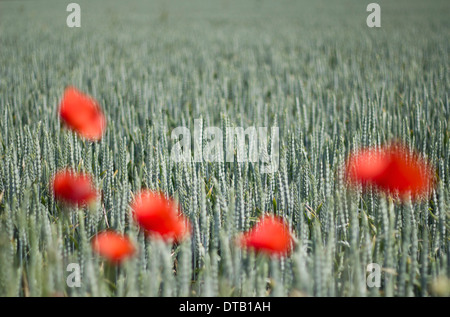 Mohn Blumen in grün, Feld, Nahaufnahme Stockfoto