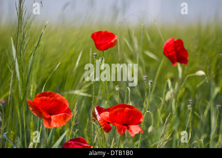 Mohn Blumen in grün, Feld, Nahaufnahme Stockfoto
