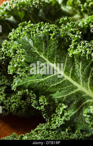 Reihe von gesunden rohen grünen Kale Blattgemüse Stockfoto