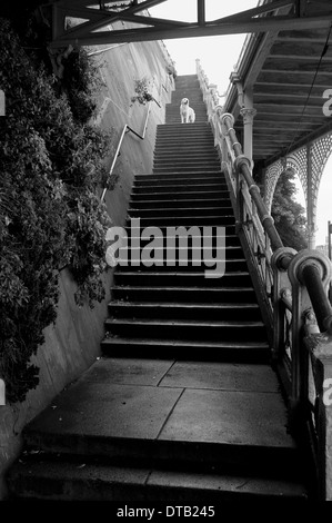 Bild des Hundes stehen oben auf der Treppe in schwarz und weiß an den Bögen in Brighton Seafront, Brighton, UK Stockfoto